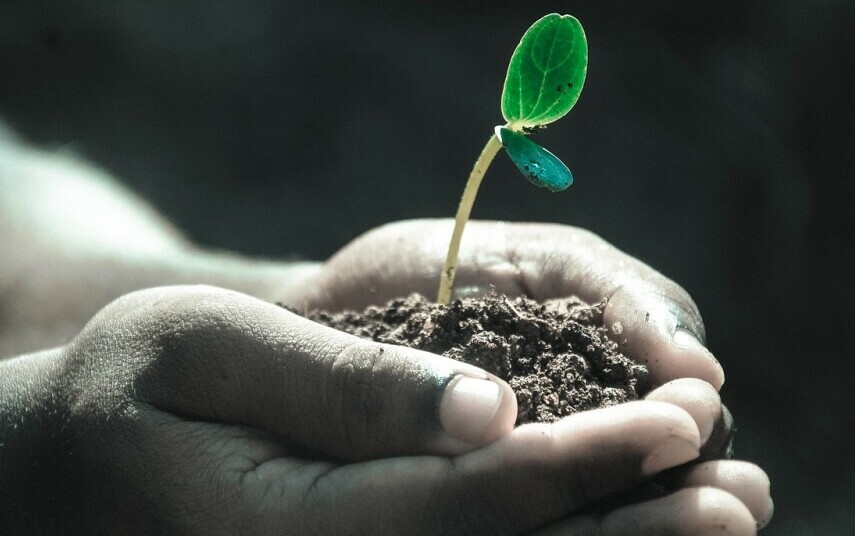 man holding a seedling in soil